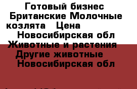Готовый бизнес! Британские Молочные козлята › Цена ­ 500-15000 - Новосибирская обл. Животные и растения » Другие животные   . Новосибирская обл.